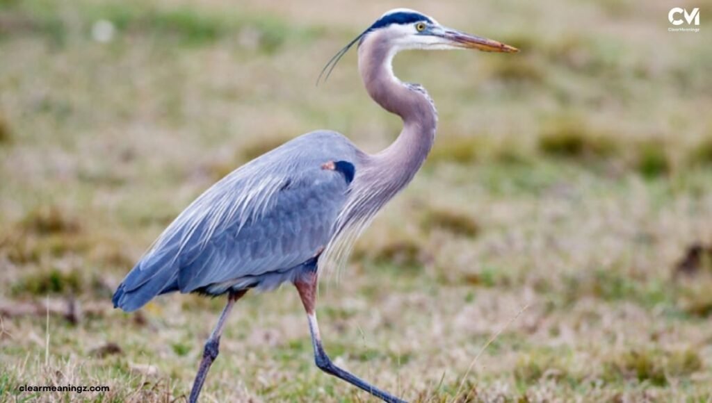 Historical Roots of Heron Symbolism