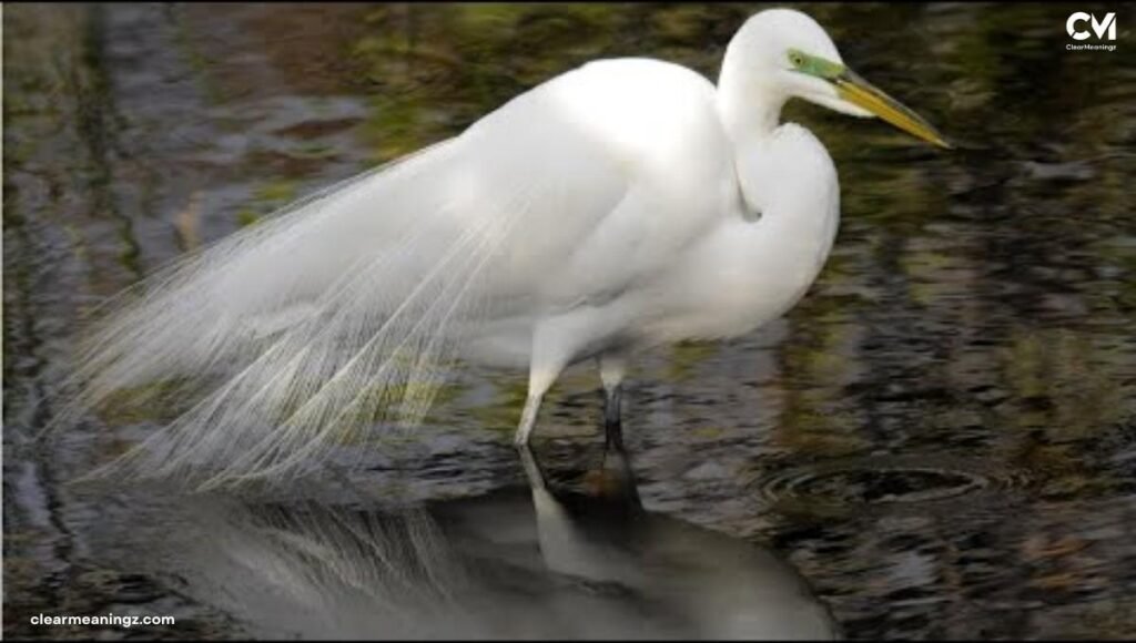 White Herons in Dreams