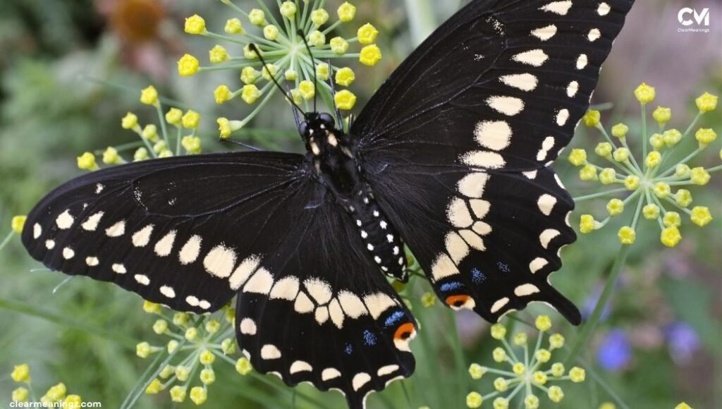 Black and Yellow Butterfly Spiritual Meaning