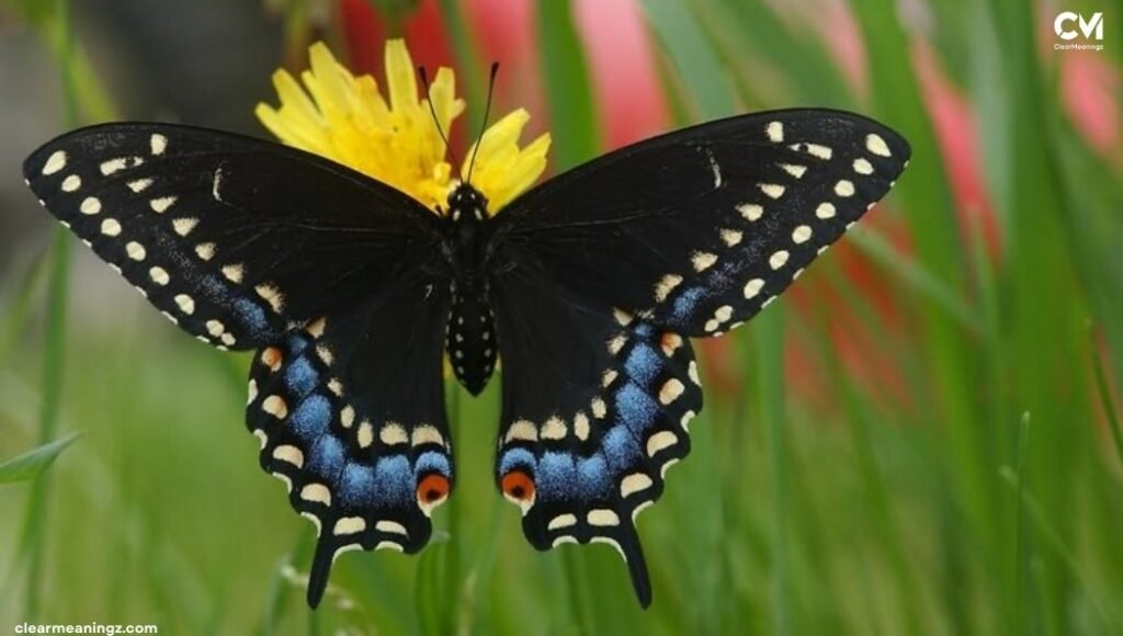 How This Butterfly Reflects Your Strength