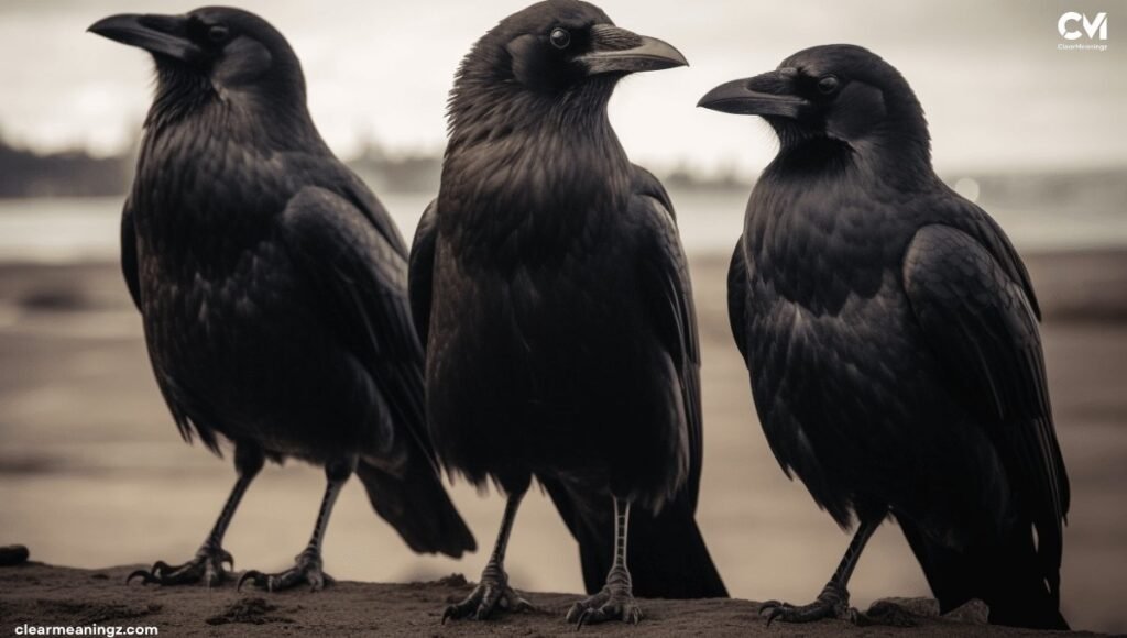 Three Crows as Spirit Guides